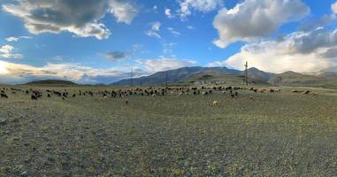 Flock of mountain goat and sheep grazing on a lawn in the mountains in autumn day. Panoramic view. photo