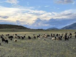 rebaño de cabras montesas y ovejas pastando en un césped en las montañas en el día de otoño foto