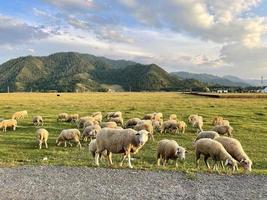 A flock of sheep grazing on a lawn in the mountains