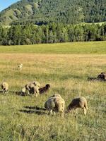 un rebaño de ovejas pastando en un césped en las montañas en el día de otoño foto