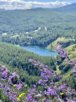 Wildflowers on the background of a mountain lake photo