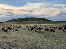 rebaño de cabras montesas y ovejas pastando en un césped en las montañas en el día de otoño