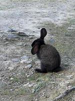 Lonely black rabbit sitting on the ground photo