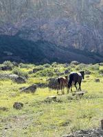 Wild horses grazing on the mountainside near huge rock photo