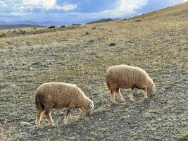 Two sheeps grazing on a lawn in the mountains in autumn day photo