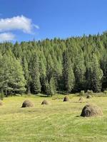 Straw bales on a field near beautiful green cedars photo