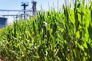 corn plantation in the summer of the Argentine countryside photo