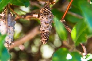 butterfly worm pupa Oiketicus kirbyi in summer photo