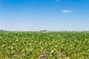 plantación de soja en verano en la pampa argentina foto