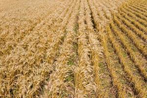 plantación de trigo dorado vista desde arriba foto