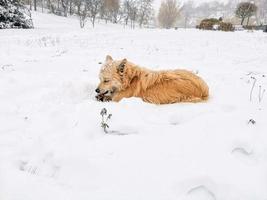 perro irlandés invierno cubierto de nieve fuera foto