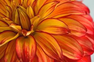 pétalos de flor de dalia naranja roja y amarilla cerca foto