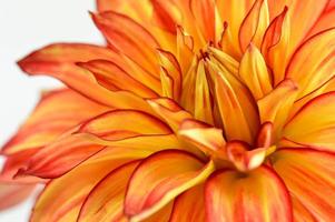 Red and yellow orange dahlia flower close up petals photo