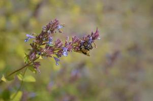 Bumblebee on a purple wildflower in nature, feeding photo