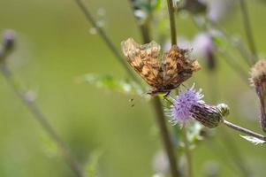 Thistle flower with a comma butterfly in nature, macro photo