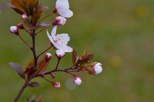 Pink tree blossom nature photo, pastel pink petals, spring photo