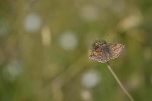 Dingy skipper butterfly in nature on a plant tiny brown moth photo