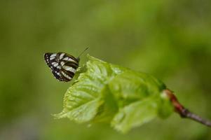 marinero común, mariposa marrón y blanca en una macro de hoja verde foto