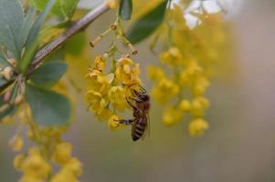 Bee macro close up on a yellow flower photo