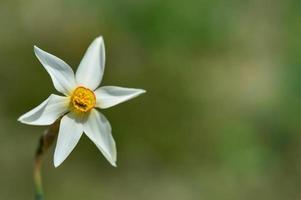 One white daffodil in the wild. Poet's narcissus on a field. photo