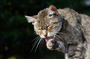 Cute Cat Portrait outdoors, licking photo