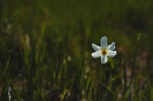 One white daffodil in the wild. Poet's narcissus on a field. photo