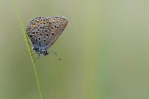 mariposa azul común, pequeña mariposa azul y gris, macro foto