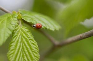 Ladybug on a green leaf close up, on a tree, red beetle. photo
