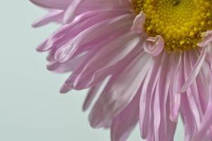 Pastel pink Aster flower, yellow center, macro close up. photo