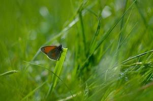 Small heath butterfly on a green plant green background macro photo