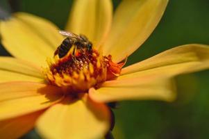 Bee on a yellow dahlia flower close up, photo