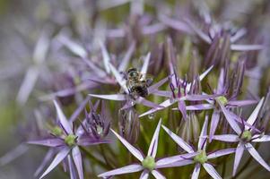 Persian onion or star of Persia flower and a bee close up, photo