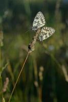 Marbled white, black and white butterfly in the wild photo