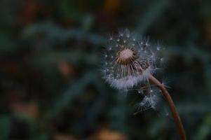 diente de león oscuro en el viento foto