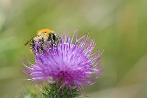 abejorro en un cardo de lanza, abeja en una flor morada puntiaguda foto