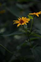 Smooth oxeye, false sunflower yellow floer in the garden, photo