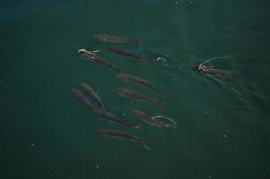 Fishes in calm water, fish swimming photo