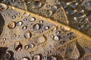 Raindrops on a leaf macro close up, water drops photo