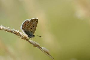 Brown argus small butterfly on a plant in nature macro photo