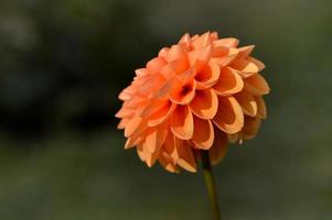 Orange dahlia flower in the garden, flower head close up. photo