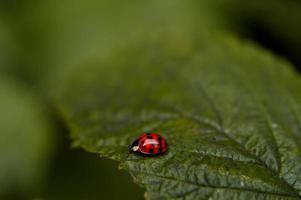 Ladybird on a green leaf in the wild photo