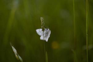 Black-veined moth, white moth close up in nature photo