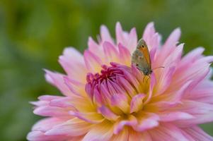 Small heath on a pink and yellow dahlia flower, macro photo