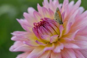 Small heath on a pink and yellow dahlia flower, macro photo