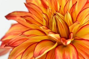 Red and yellow orange dahlia flower close up petals photo