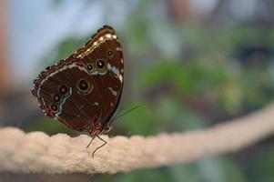 Morpho peleides big colorful tropical butterfly photo