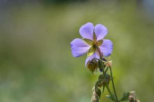 geranio de pradera, factura de grullas de pradera, flor morada en la naturaleza foto