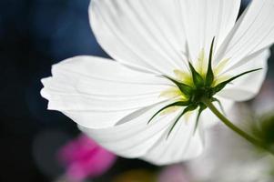 flores blancas del cosmos floreciendo, en el jardín, grandes pétalos foto