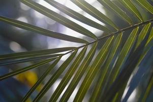 Tropical, palm tree sun shining through the leaves photo