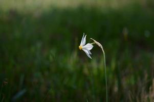 Poet's narcissus, daffodil field, daffodils in the wild. photo